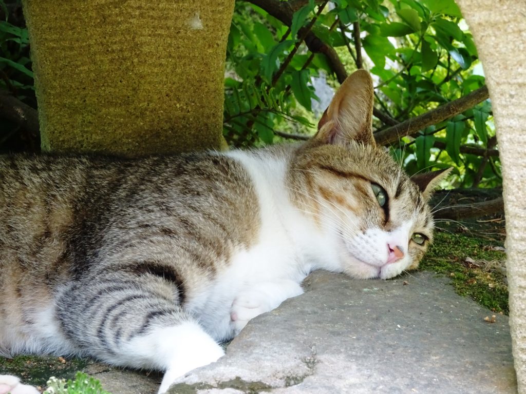 ねこ、風太 くつろぐ
