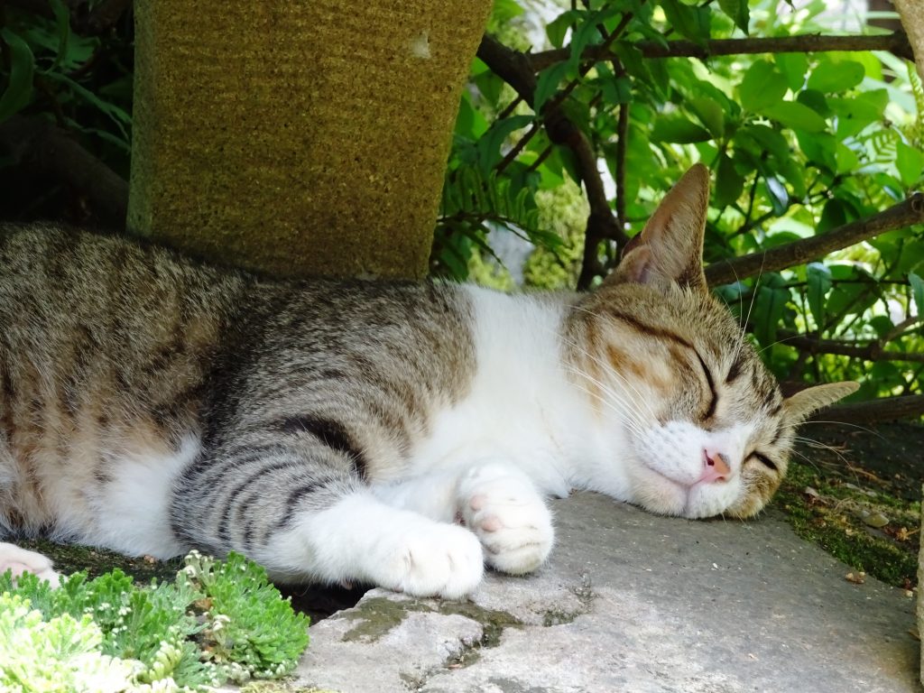 ねこ、風太 くつろぐ