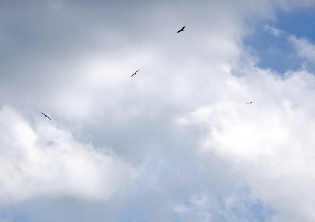 積乱雲ととんび