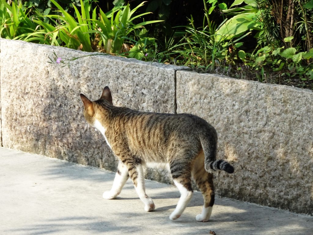 ねこ、風太 巡回