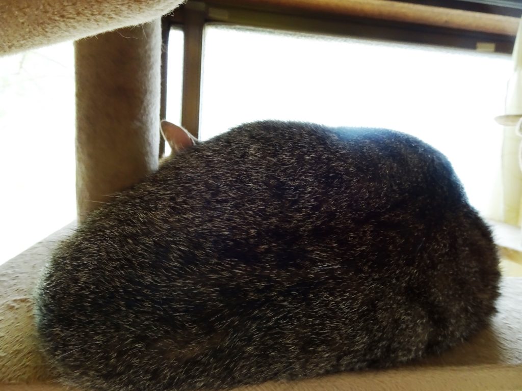 ねこ、風太 まん丸