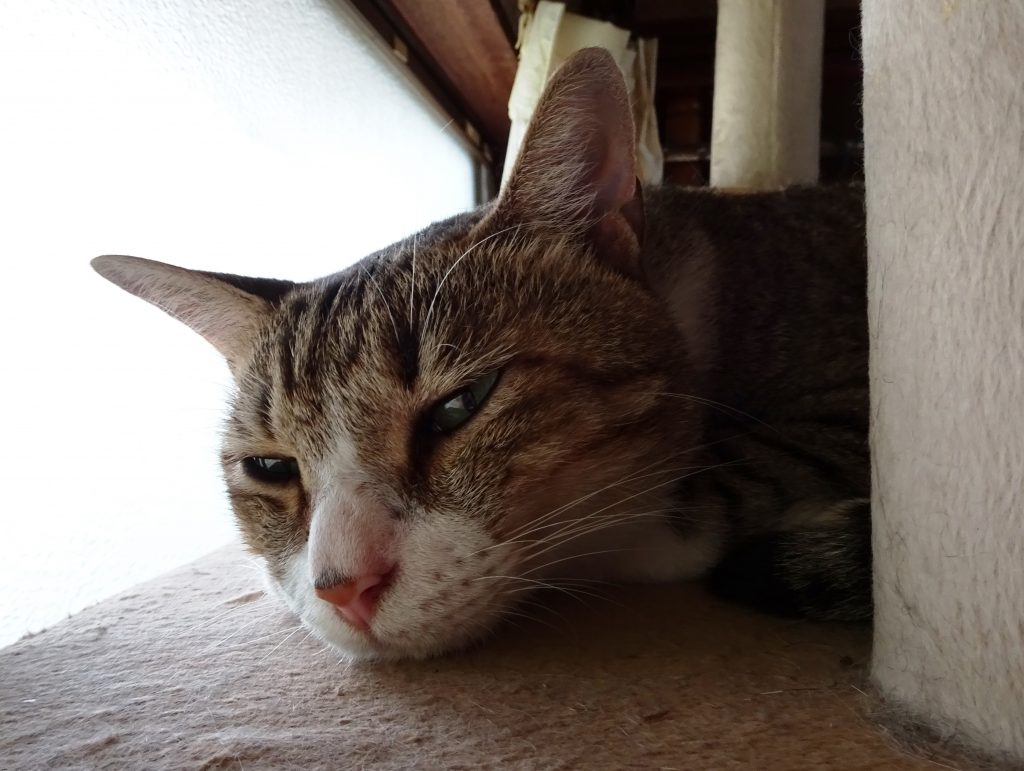 ねこ、風太 寝ぼけ