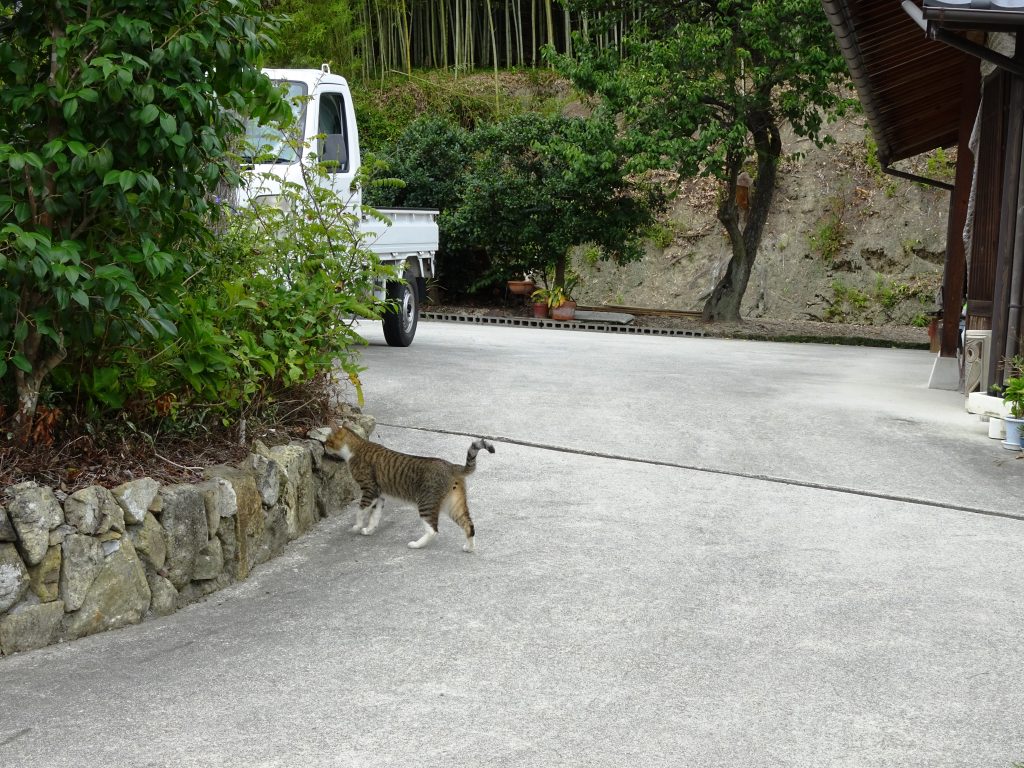 ねこ、風太 巡回
