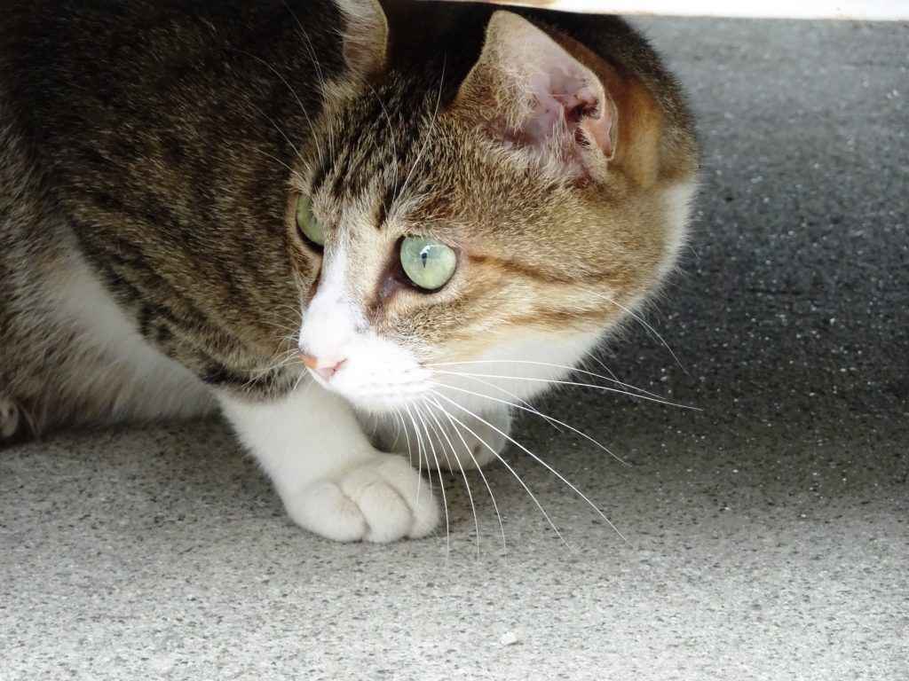 ねこ、風太 巡回
