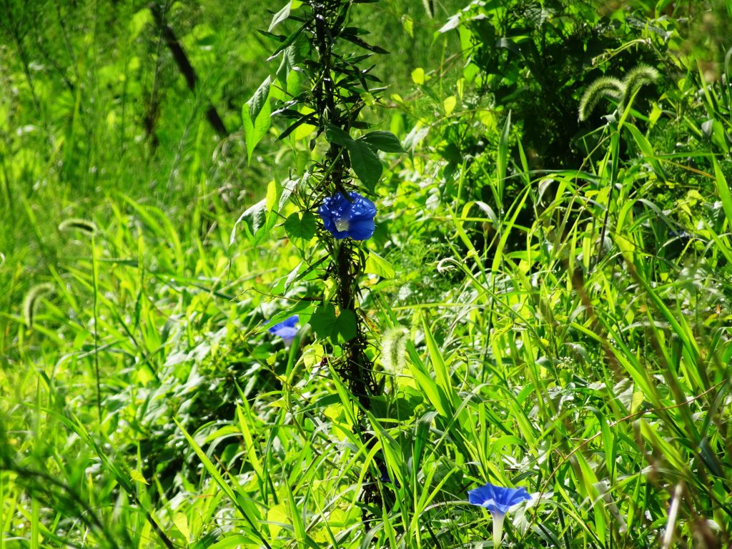 野に咲く朝顔
