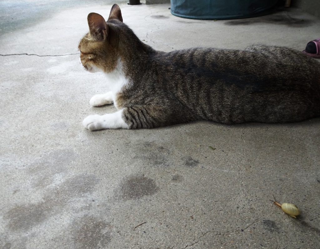 ねこ、風太 気配