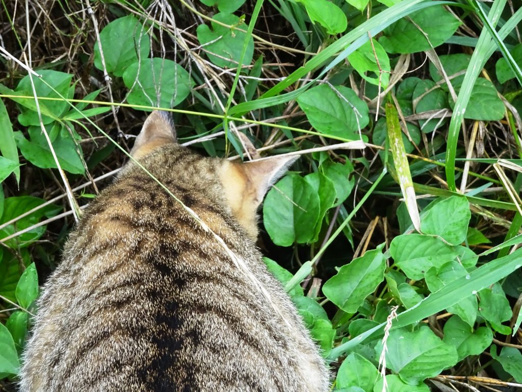ねこ、風太 お散歩
