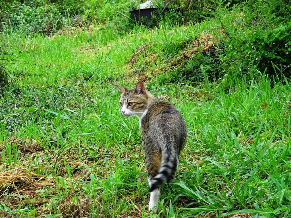 ねこ、風太 お散歩