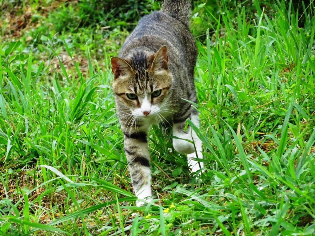ねこ、風太 お散歩