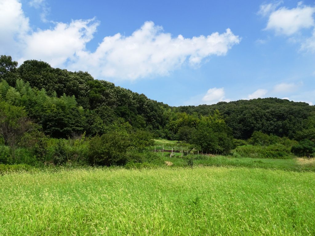 初秋のくさはら