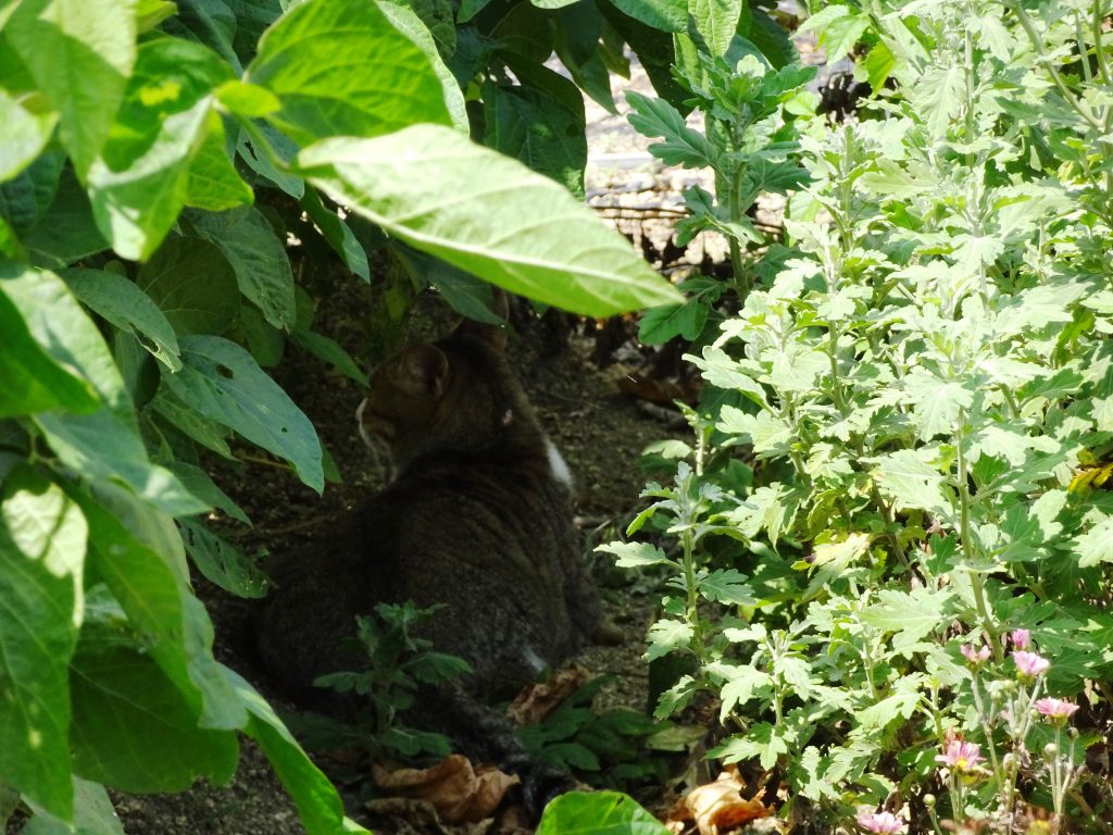 ねこ、風太 風の通り道