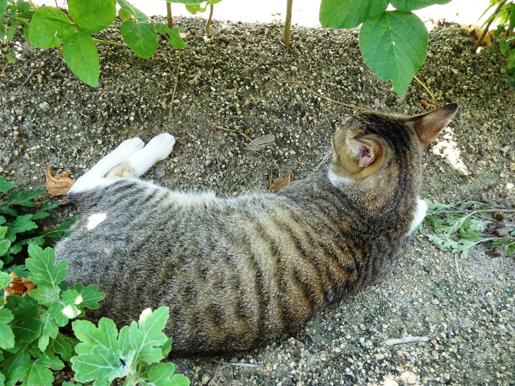 ねこ、風太 風の通り道