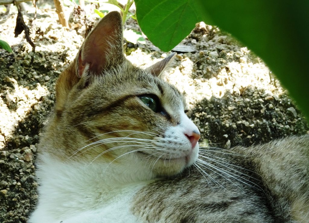 ねこ、風太 風の通り道
