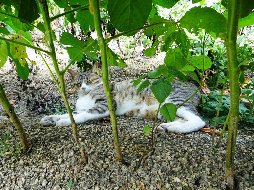ねこ、風太 風の通り道