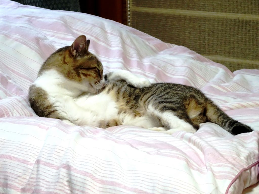 ねこ、風太 毛づくろい