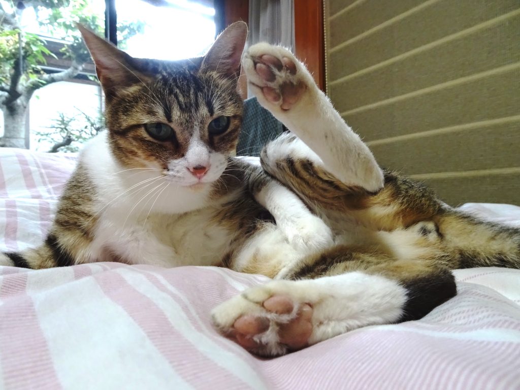 ねこ、風太 毛づくろい