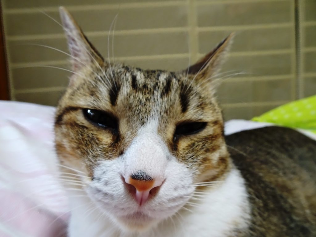 ねこ、風太 変顔