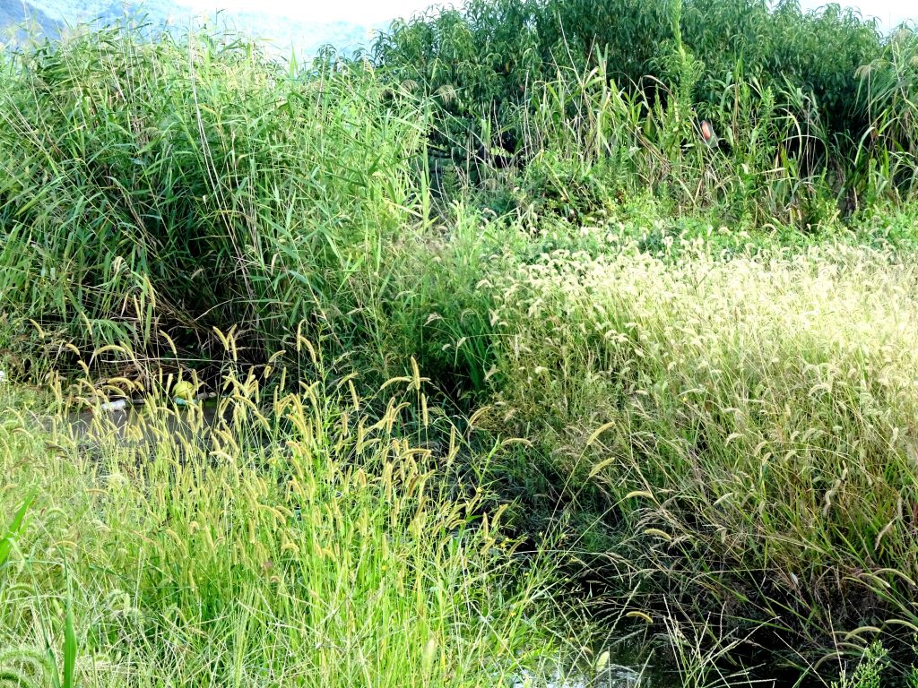 田舎の秋