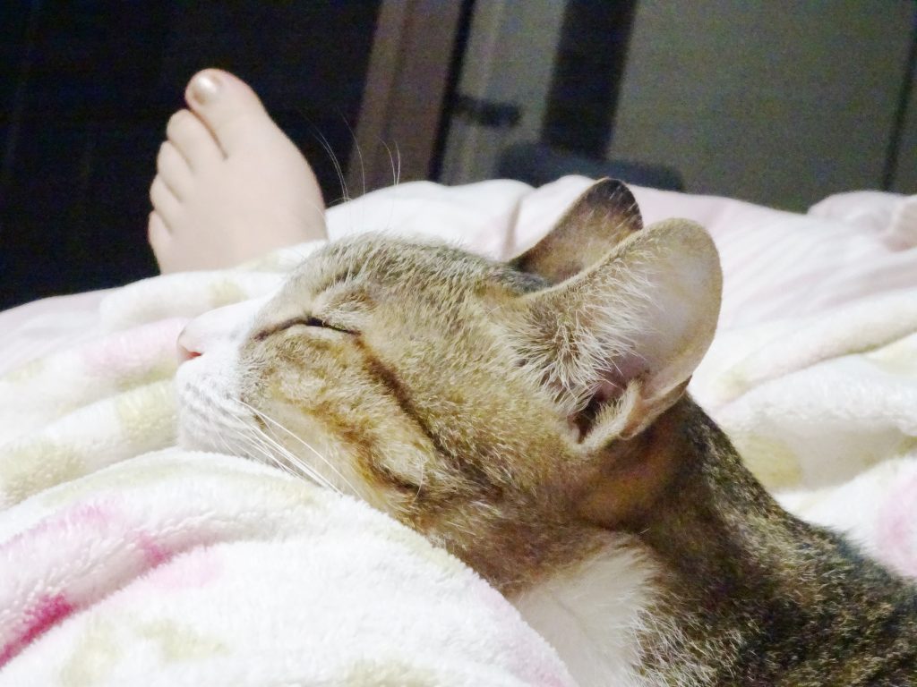 ねこ、風太 お気に入り