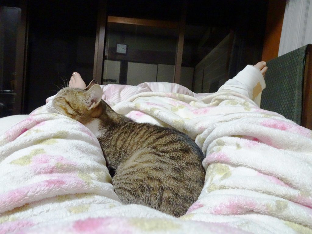 ねこ、風太 お気に入り