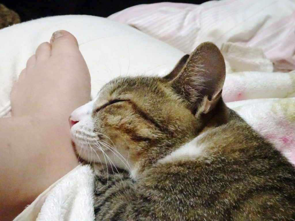ねこ、風太 お気に入り
