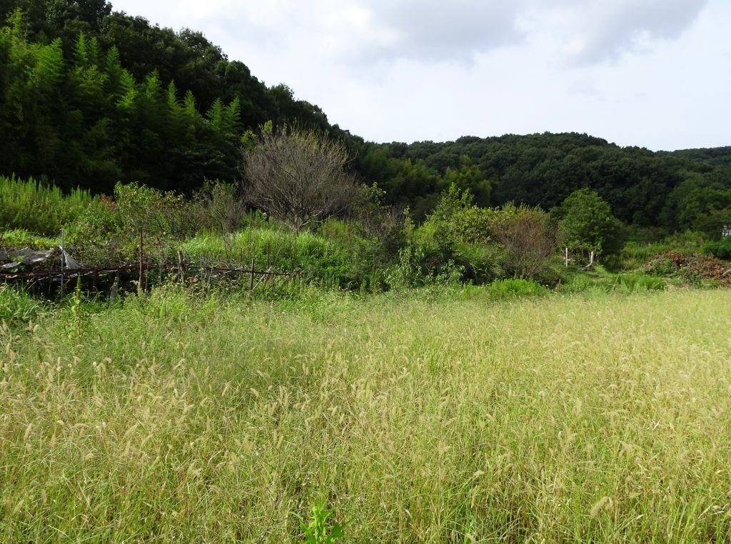 田舎の秋