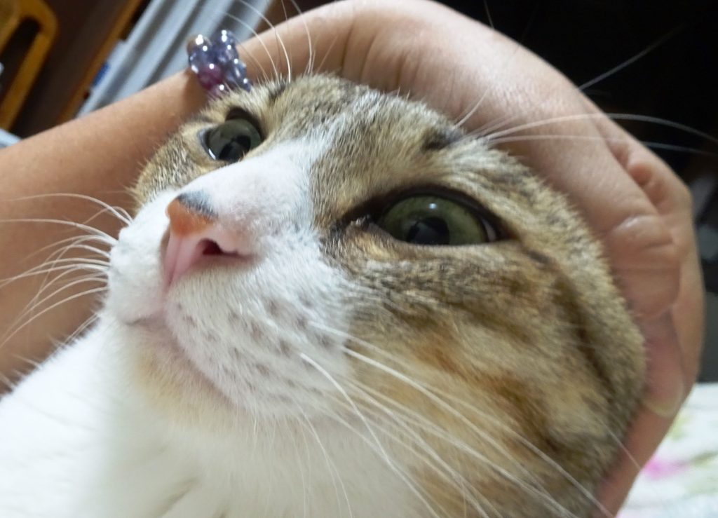 ねこ、風太 マッサージ