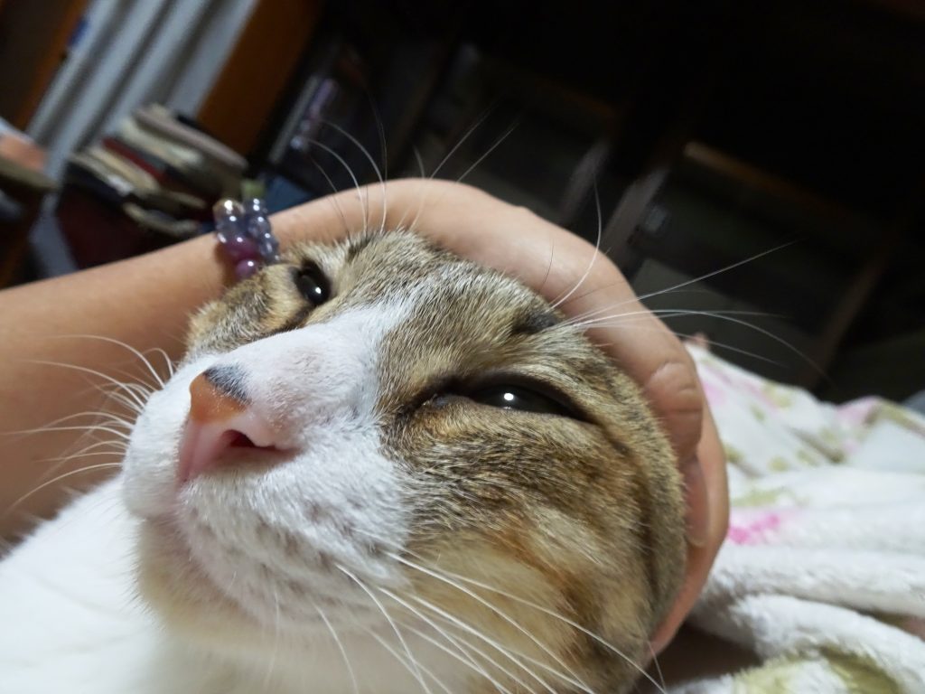ねこ、風太 マッサージ
