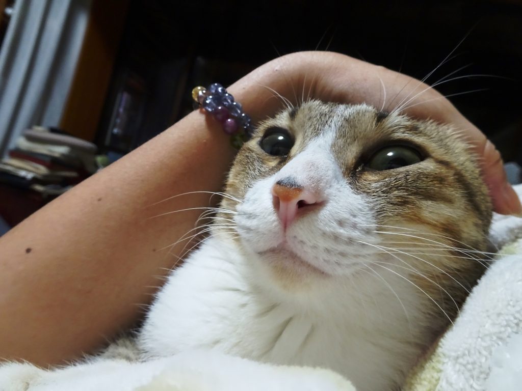 ねこ、風太 マッサージ