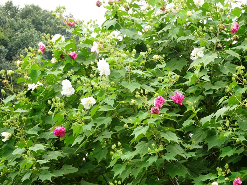 すいふよう(酔芙蓉)