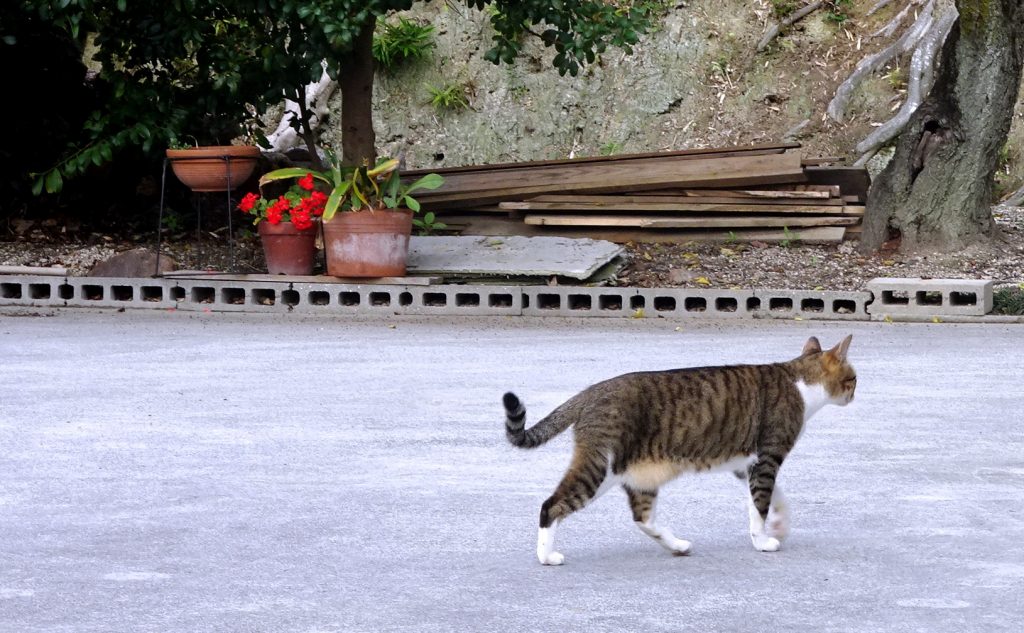 ねこ、風太 巡回