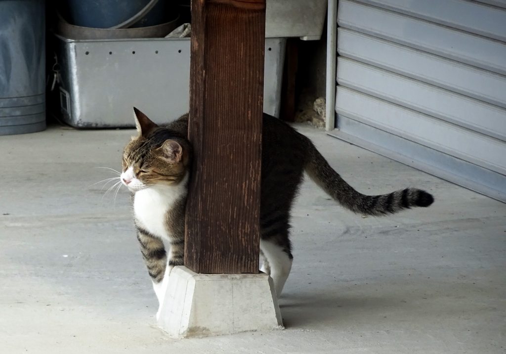ねこ、風太 マーキング