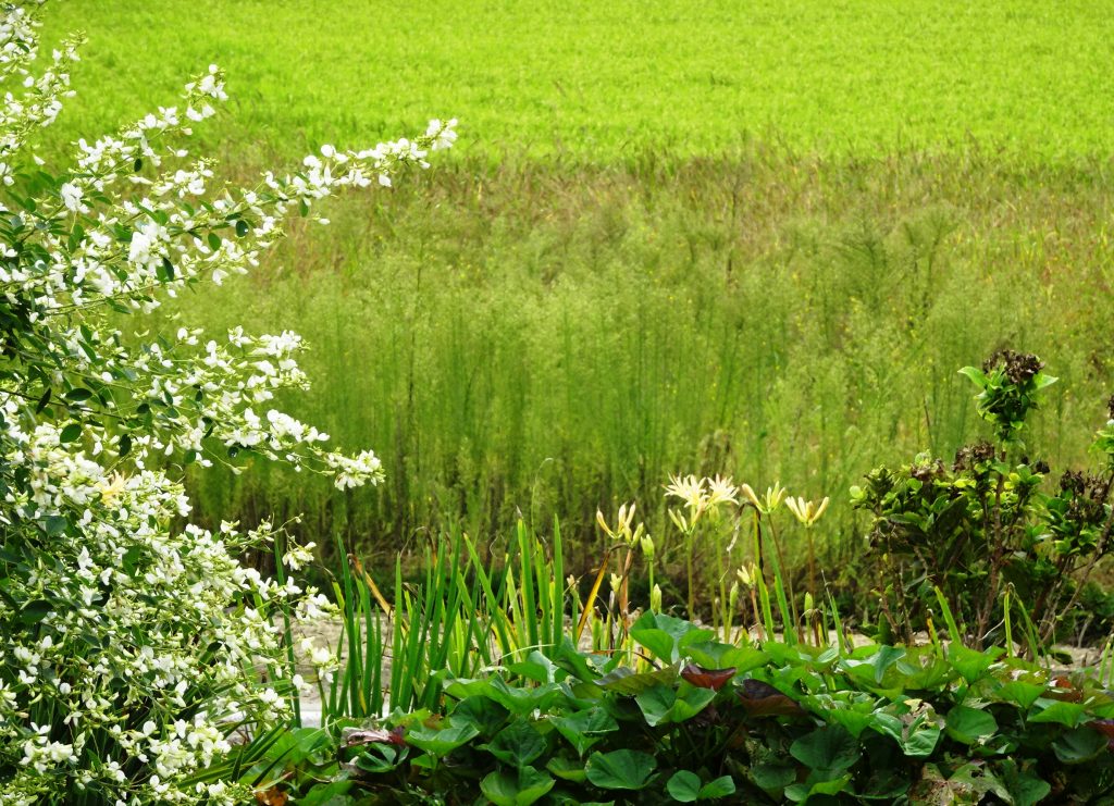 白萩、白曼殊沙華