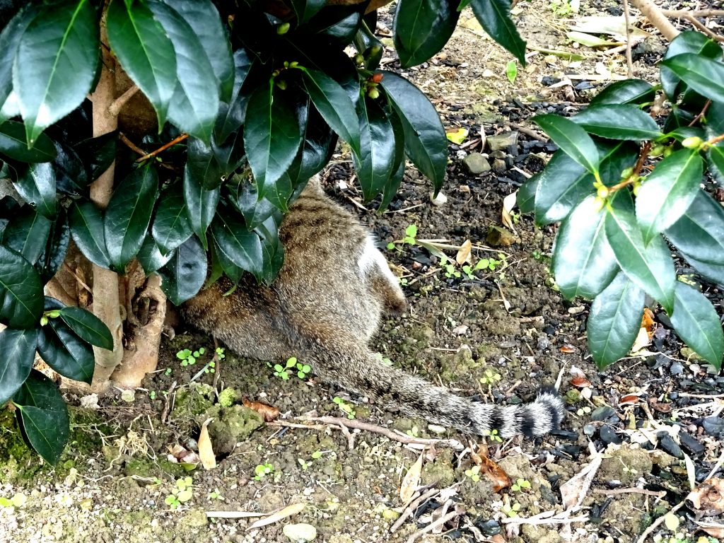 ねこ、風太 巡回