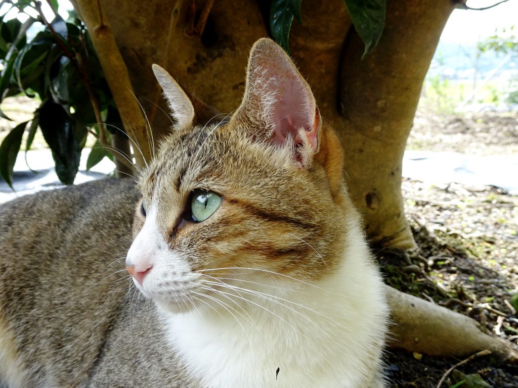 ねこ、風太 巡回