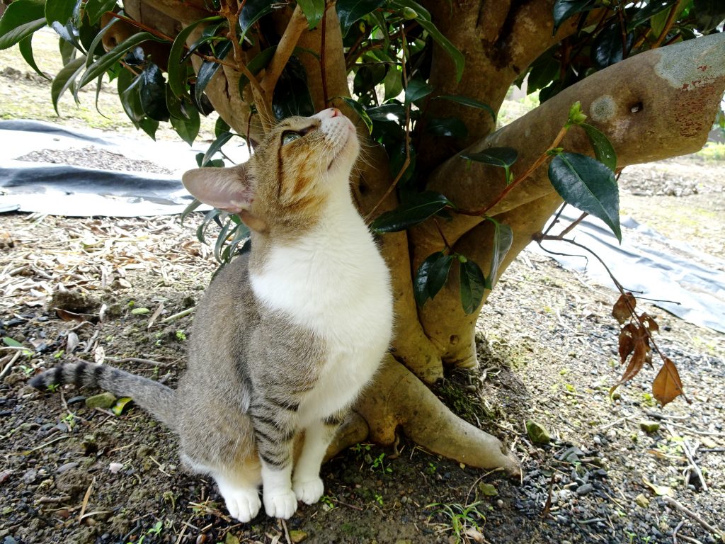 ねこ、風太 巡回