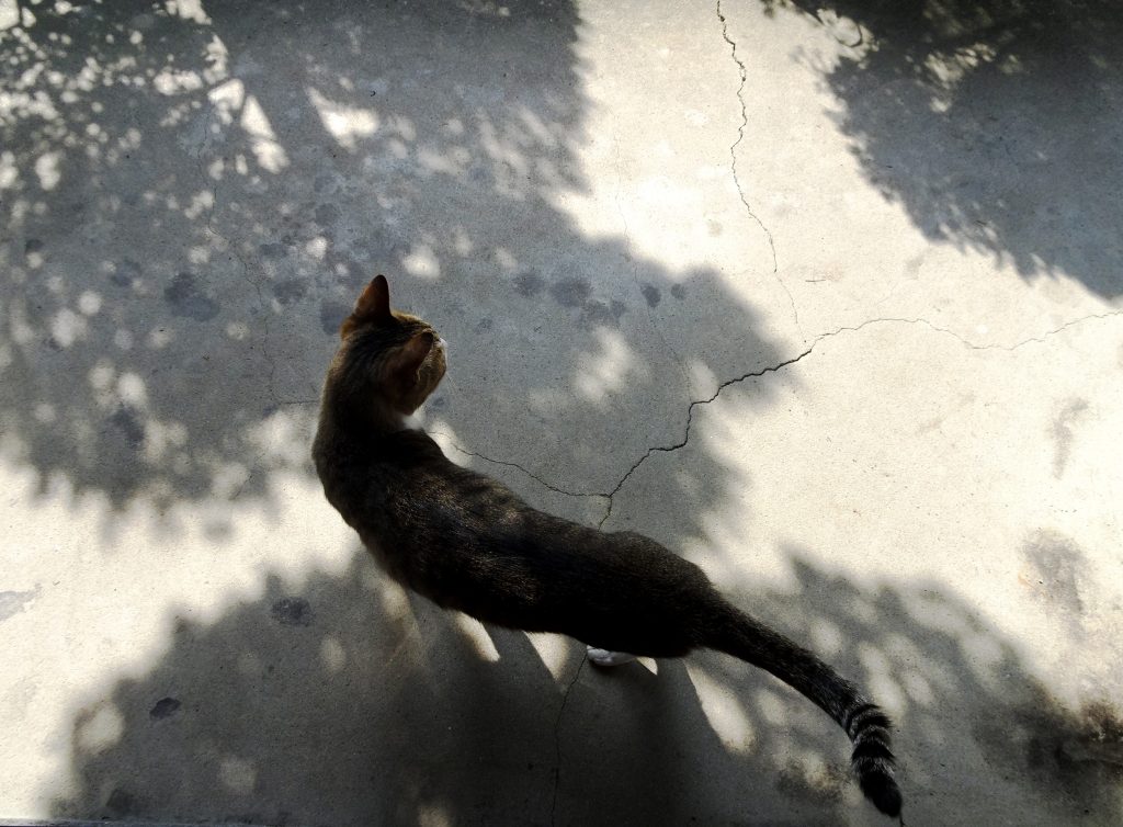 ねこ、風太 巡回