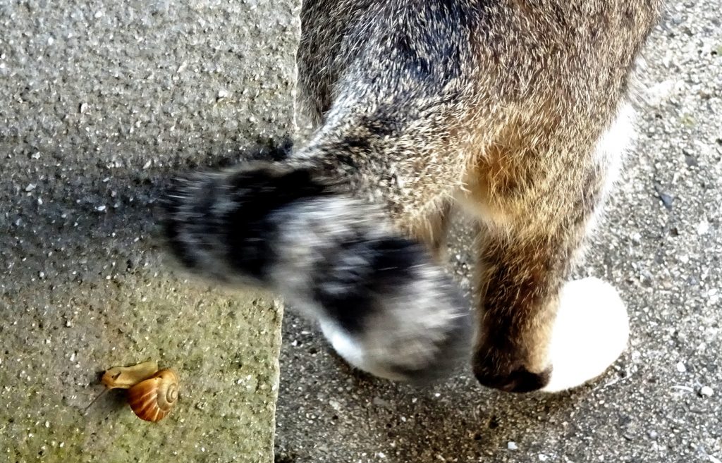 ねこ、風太 カタツムリ