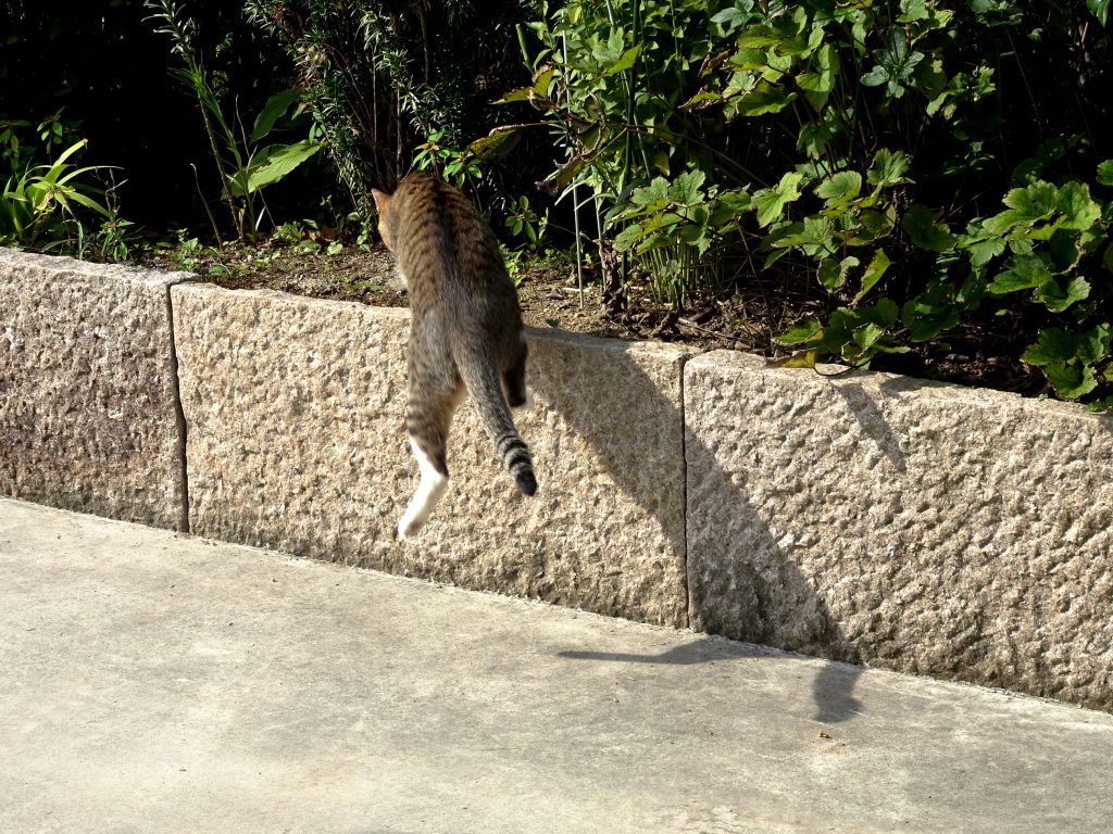 ねこ、風太 巡回