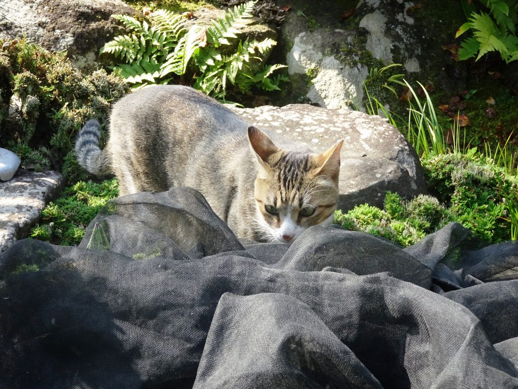 ねこ、風太 巡回