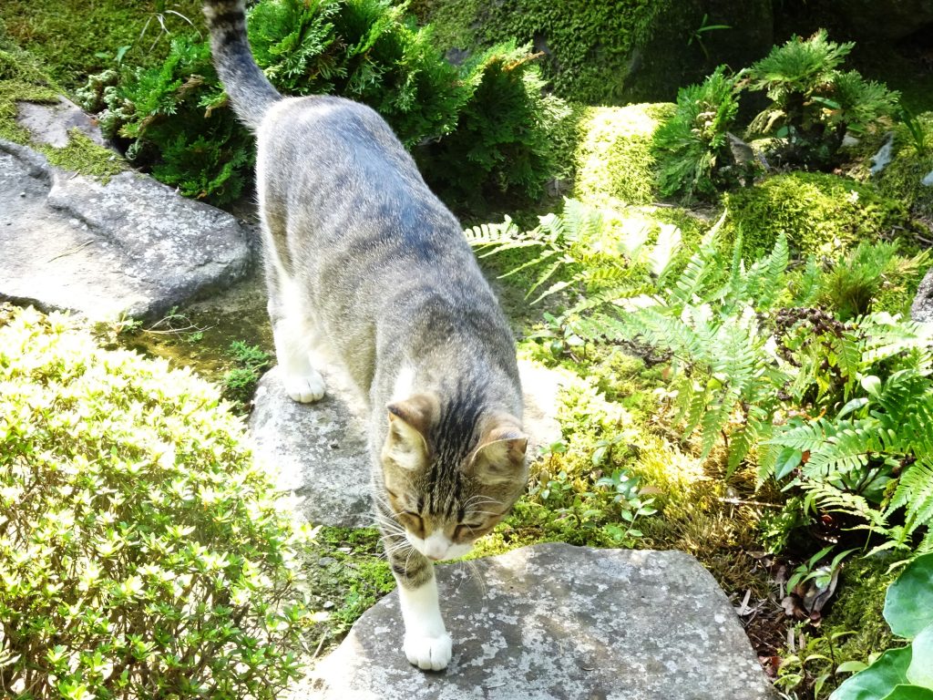 ねこ、風太 巡回