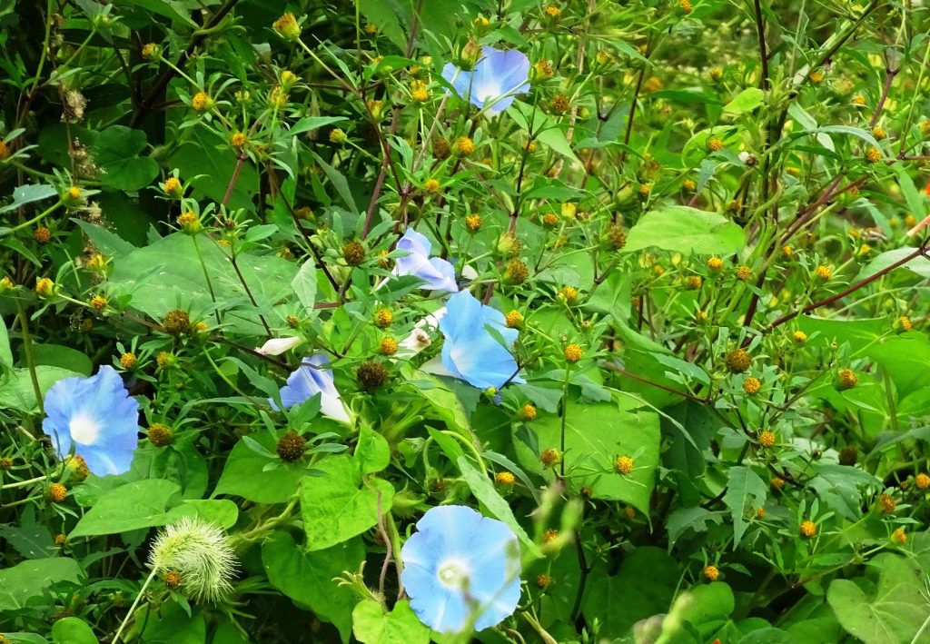 朝顔とコセンダングサ(小栴檀草)
