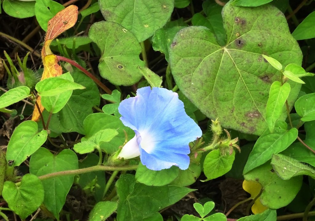 野に咲く朝顔