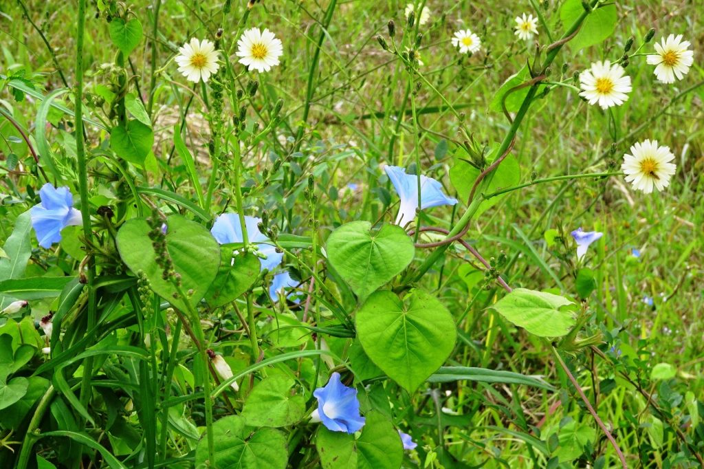 朝顔と あきののげし(秋の野芥子)