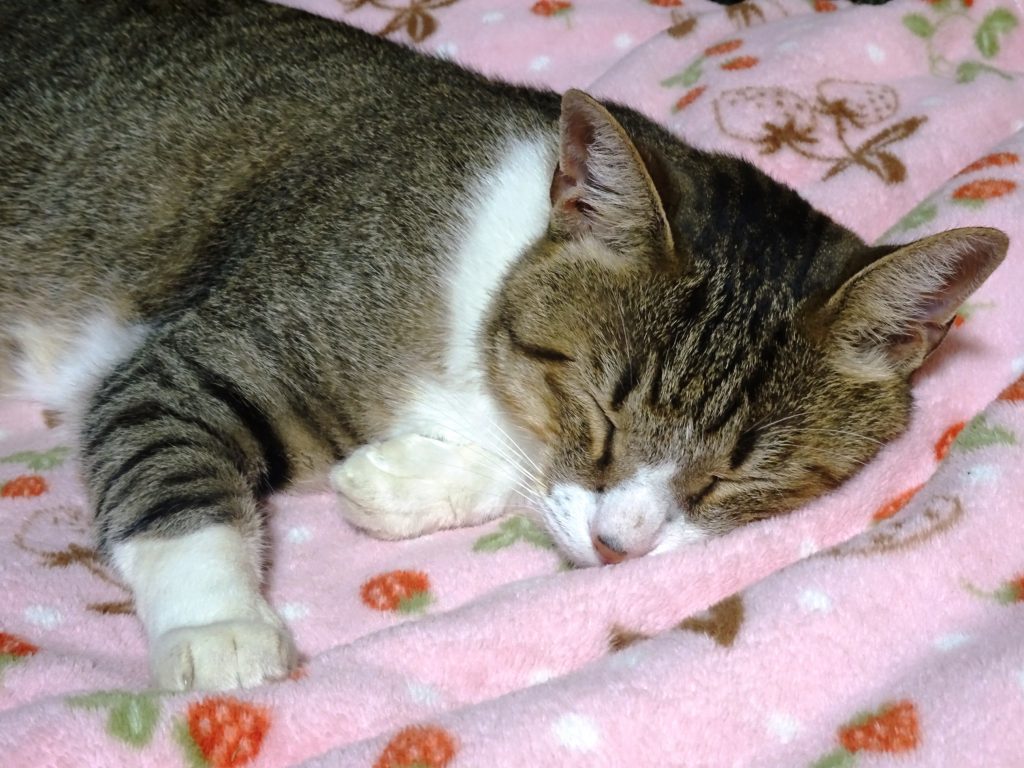 ねこ、風太 ぐっすり