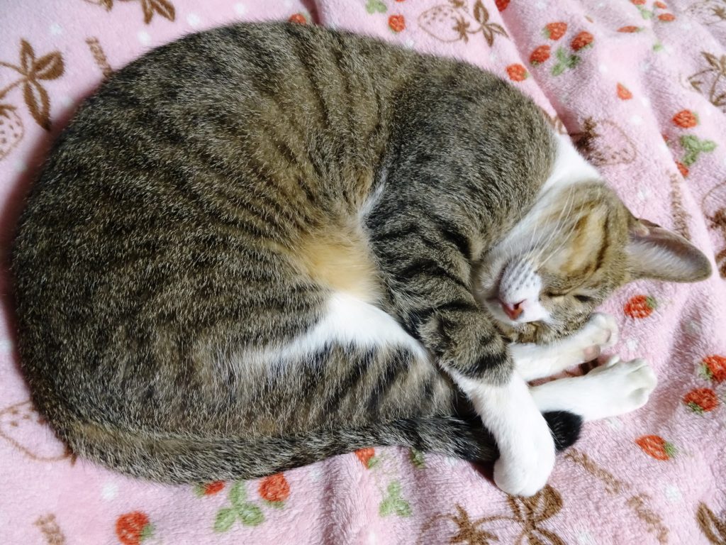 ねこ、風太 ぐっすり