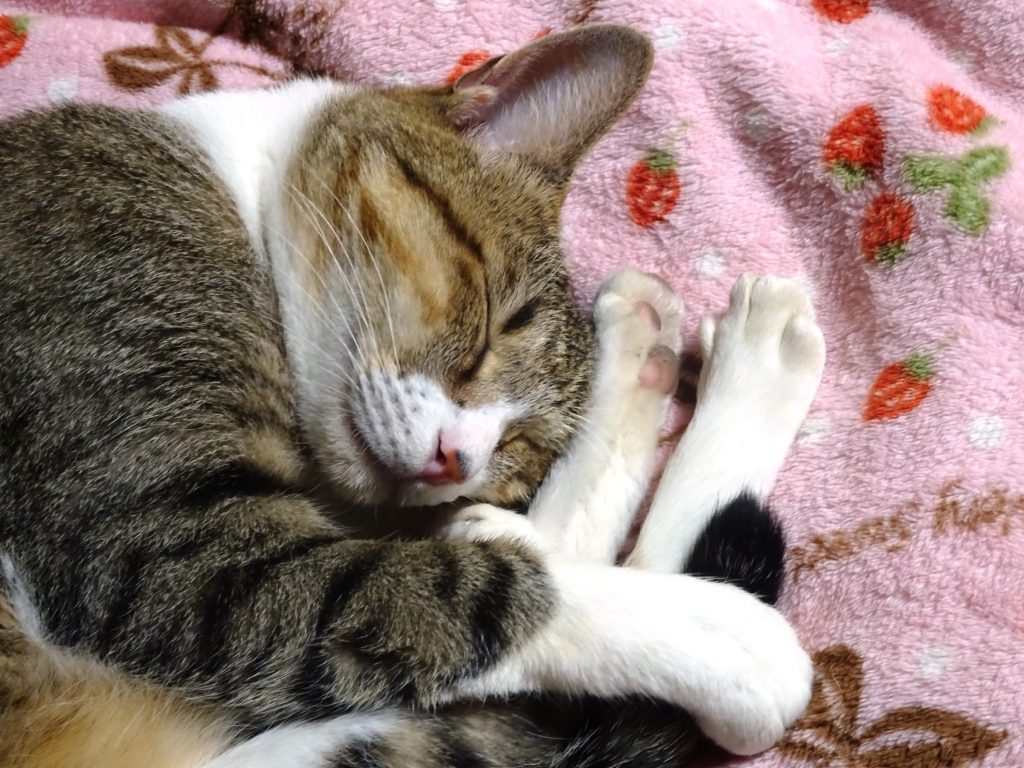 ねこ、風太 ぐっすり