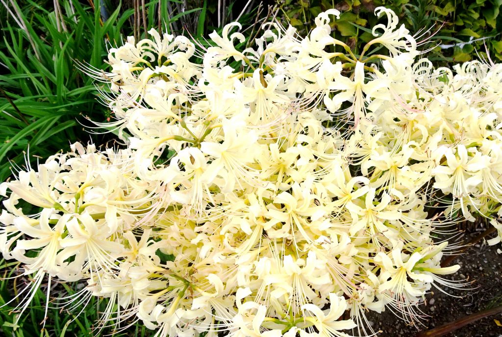 白曼殊沙華