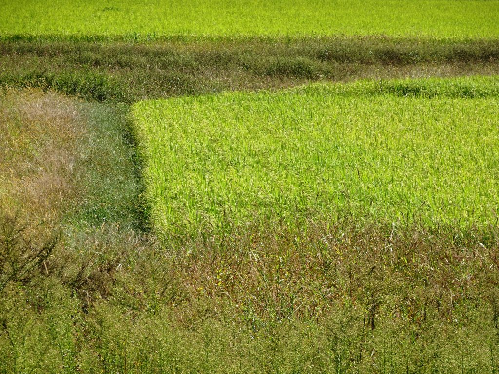 田舎の秋