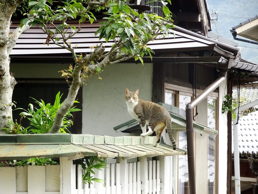 ねこ、風太 巡回